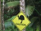 Warning : Cassowary