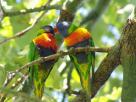 Couple of Parrots kissing