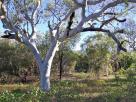 White gum tree - Gunuru - Broome