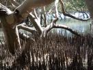 Barred creek mangrove