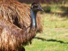 Emu - Exmouth
