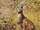 Wallaby - Exmouth