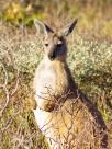 Wallaby - Exmouth