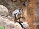 Black-footed rock wallaby