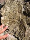 Empreintes de fougeres fossilisee