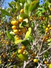 bush fruits