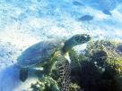 Turtle - Turquoise Bay