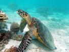 Turtle - Turquoise Bay