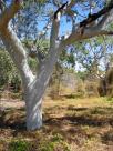 white gum tree - eucalypt