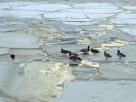 Canards sur la glace