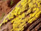 lichen jaune
