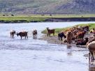 troupeau sur la Selenga