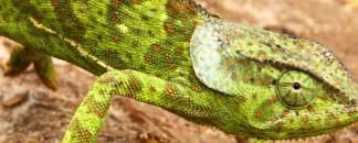 Caméléon - Rusizi