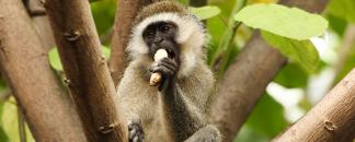 Gatumba - Singe