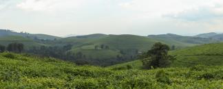 Teza