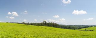 Dschang