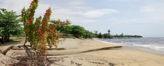 Kribi