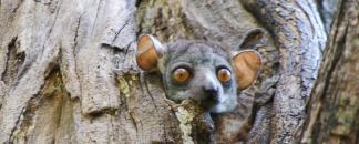 Morondava-Tsingis