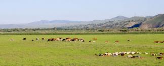 Troupeau dan la steppe